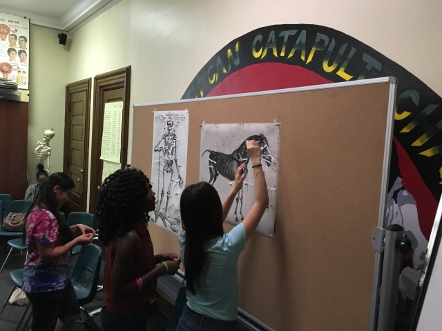 Students in the Karabots Junior Fellows program stick notes containing facts they learned during their two week summer session on a bulletin board containing anatomical images of a human and horse, adding to their "bodies of knowledge"
