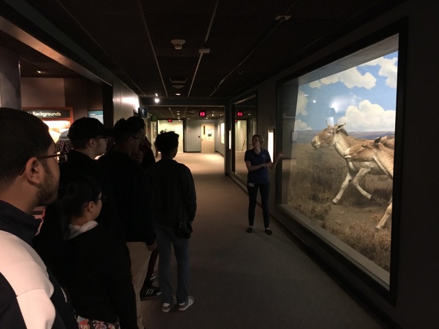 Timshel Purdum, Assistant VP of Public Experience at the Academy of Natural Sciences, presents a tour of an animal display to the Karabots Junior Fellows 