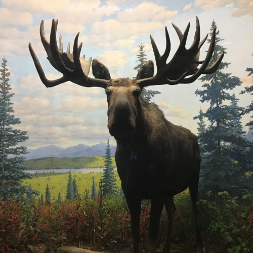 Photograph of the "Franken-Moose," a moose with another moose's antlers on display at the Academy of Natural Sciences 