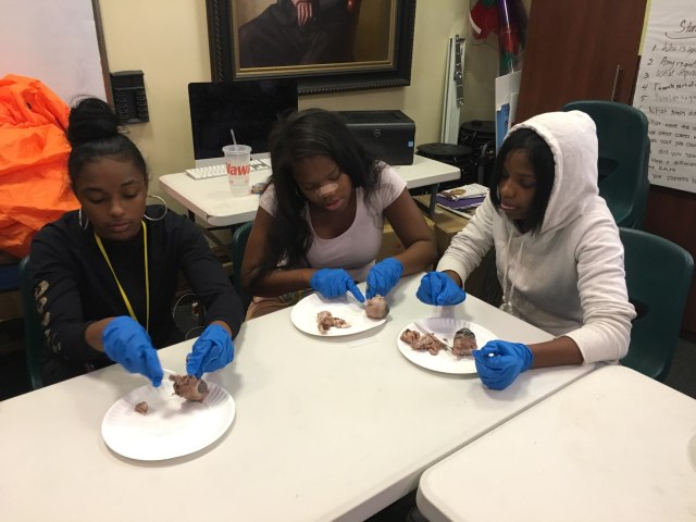 Three students in the Karabots Junior Fellows Program dissect cow eyes