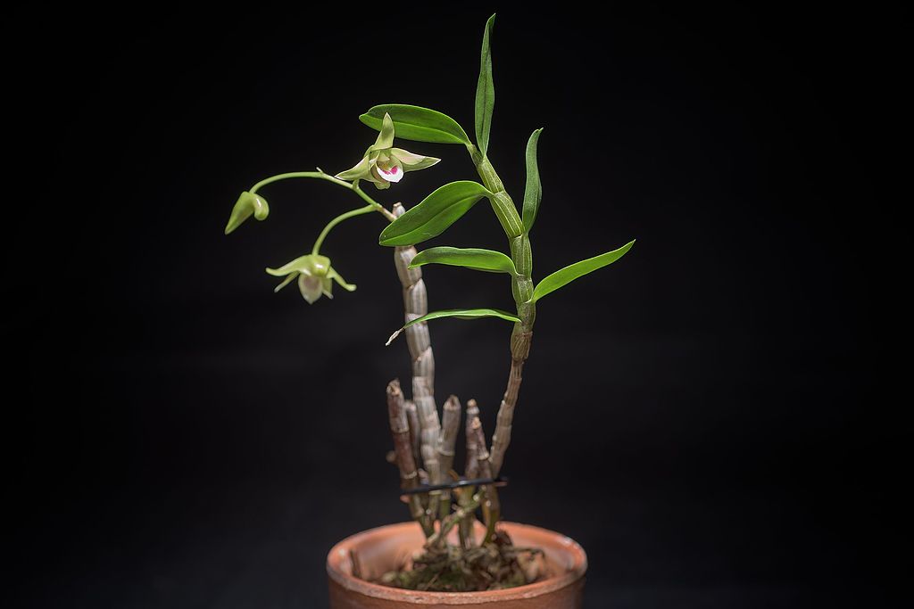 Photograph of a Dendrobium catenatum.