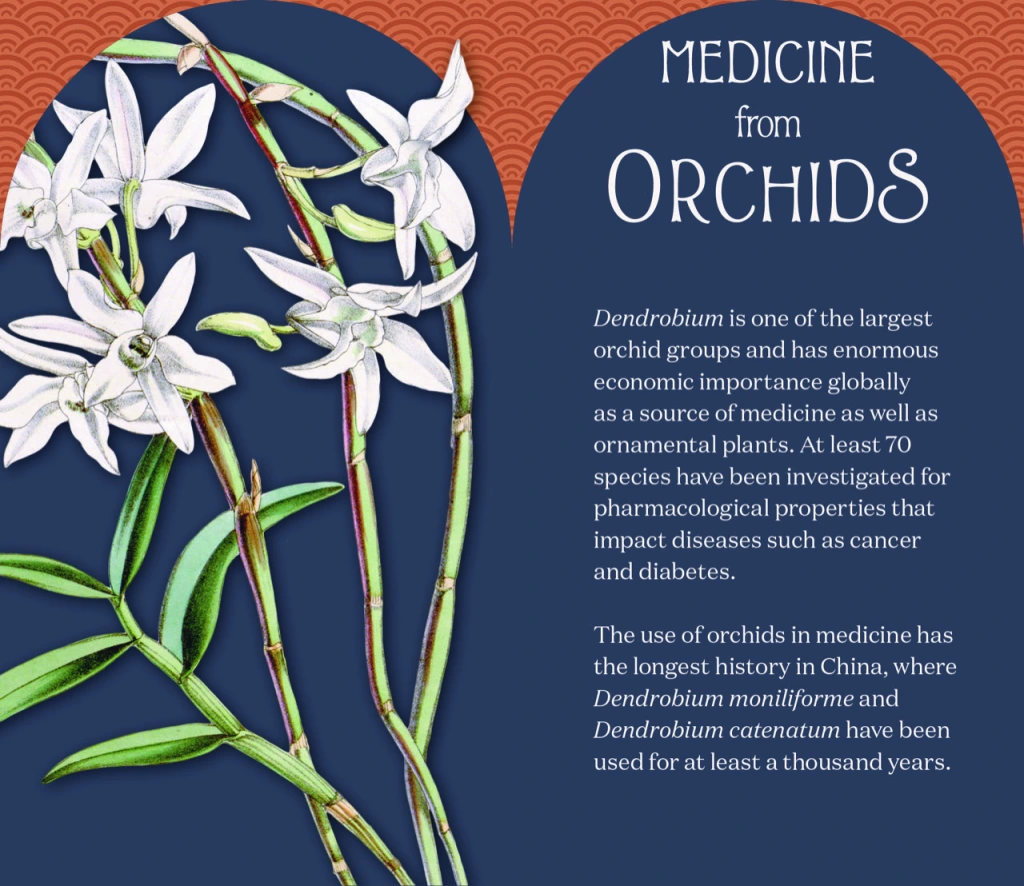 Museum exhibit label titled "Medicine from Orchids." On the left is an image of an orchid. On the right is the following text: "Dendrobium is one of the largest orchid groups and has enormous economic importance globally as a source of medicine as well as ornamental plants. At least 70 species have been investigated for pharmacological properties that impact diseases such as cancer and diabetes. The use of orchids in medicine has the longest history in China, where Dendrobium moniliforme and Dendrobium catenatum have been used for at least a thousand years."